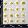 Dried Flowers Sizing Resin Supplies : Dried Flower Pressed Flower