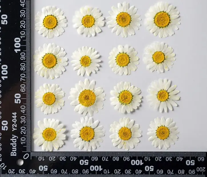 Dried Flowers Sizing Resin Supplies : Dried Flower Pressed Flower