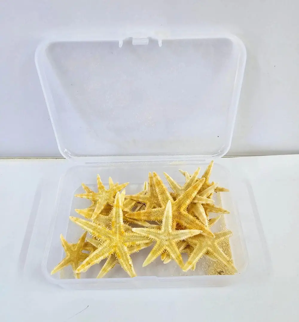 Resin Supplies : Starfish Shells in container