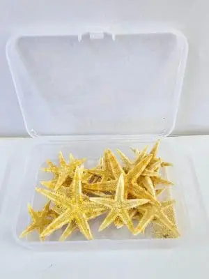 Resin Supplies : Starfish Shells in container
