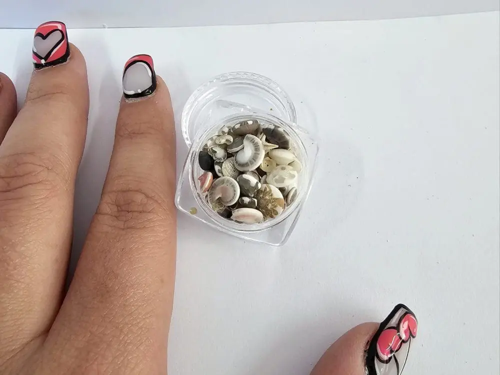 Shell Star Small2 Resin Supplies : Mini Shell Conch Natural Set in Round container