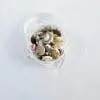 Shells Small Resin Supplies : Mini Shell Conch Natural Set in Round container
