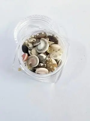 Shells Small Resin Supplies : Mini Shell Conch Natural Set in Round container