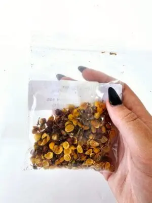 Epoxy, Soap & Candle Art : Albizia Julibrissin in a bag (DF1)