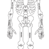 Laser Character Cut Out : Skelly the Skeleton (SK1)