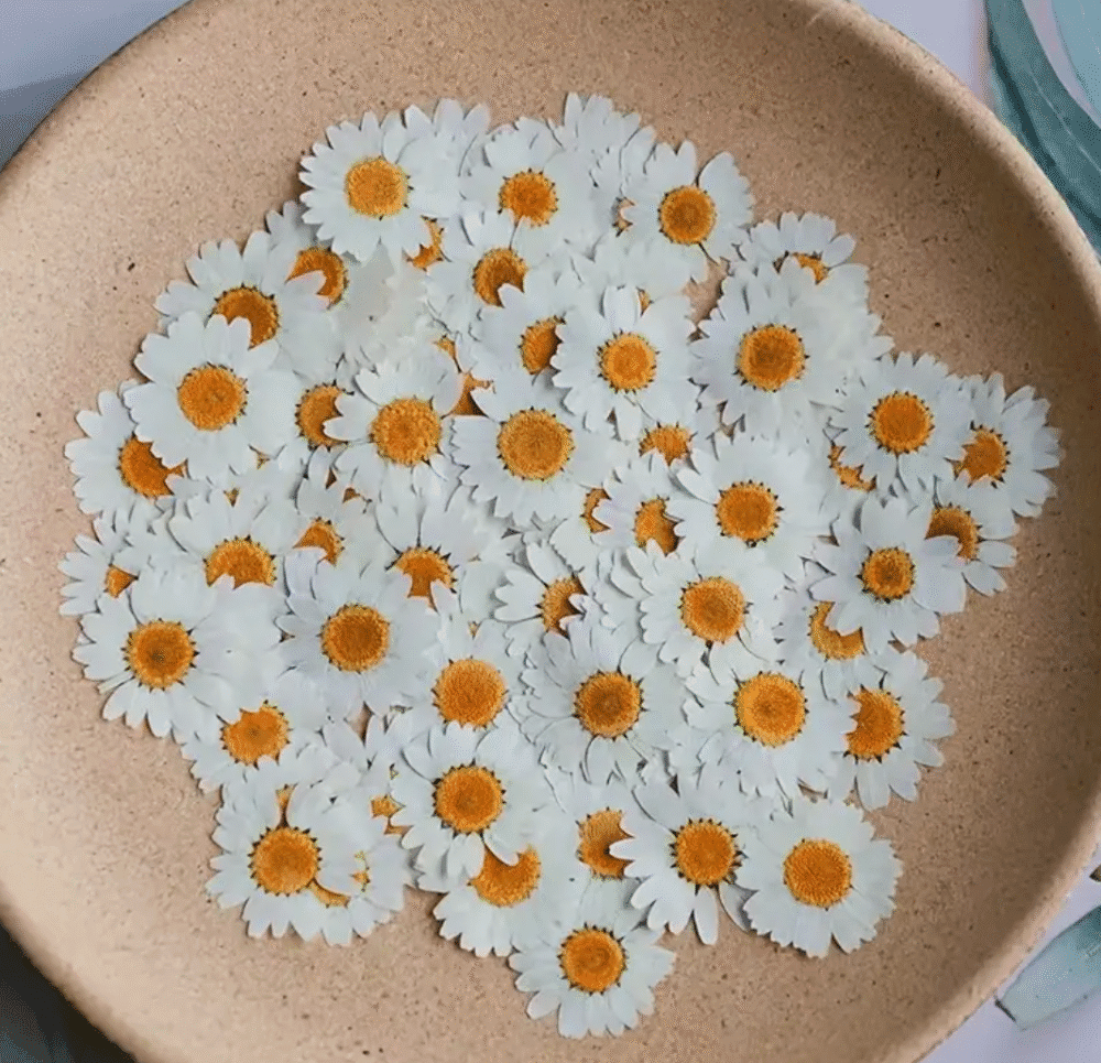 Dried White Chrysanthemum Petals Resin Supplies : Dried Pressed White Chrysanthemum Petals