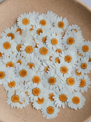 Dried White Chrysanthemum Petals Resin Supplies : Dried Pressed White Chrysanthemum Petals