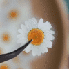 Dried White Chrysanthemum Petals Single Resin Supplies : Dried Pressed White Chrysanthemum Petals