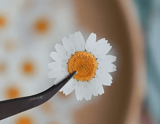 Dried White Chrysanthemum Petals Single Resin Supplies : Dried Pressed White Chrysanthemum Petals