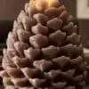 Pine Cone Candle Mould 4 Silicone Mould : Pine Cone Mould (PCCM)
