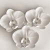 Orchid Silicone Mould : Phalaenopsis Orchid Flower Silicone Mould (PhlOrc)