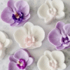 Orchid3 Silicone Mould : Phalaenopsis Orchid Flower Silicone Mould (PhlOrc)