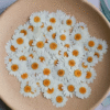Dried White Chrysanthemum Petals Resin Supplies : Dried Pressed White Chrysanthemum Petals