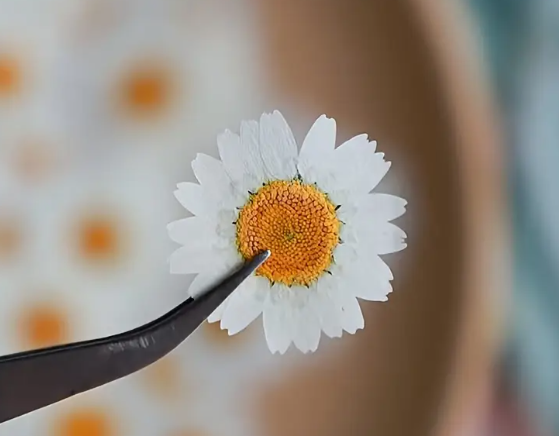 Dried White Chrysanthemum Petals Single Resin Supplies : Dried Pressed White Chrysanthemum Petals